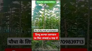 सागवान का पौधा टिश्यू कल्चर #tree #agriculture #plants #shivashakti #सागवानकीखेती #farming #taekwond