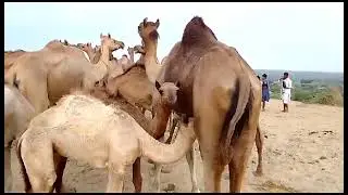 #virl untni Apne baby ko Doud palati Howe🐪🐪🐫🐪🐪🐪🐪🐪🐪🐪🐫🐫🥀🌹🐪🥀🌹🌹🥀🌹🌹🌹🌹🥀🥀🌹🌹🥀🐪🐪