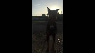 DOBERMAN TRAINING-NAIROBI-KENYA
