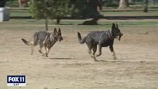 California lawmakers considering bill of rights for dogs and cats