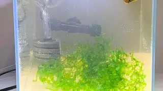 Majella Implexus , Aquarium stream, blue shrimp, amano shrimp ruby tetra