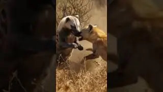 Honey Badger fight with Hyena #honeybadger #hyena #animals #animal #fight #ai #aiart #cartoon #viral