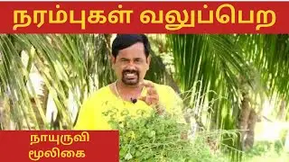 நரம்புகள் வலுப்பெற நாயுருவி | நீர் சுருக்கு எரிச்சல் குணமாக | நாயுருவி மருத்துவ பயன்கள் #நாயுருவிஇலை