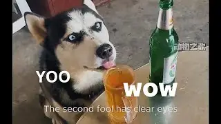 Three Silly Dogs Pulling a Cart &ndash; Samoyed Storm Jr Steals the Show!