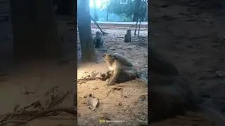 Heart-melting Moments: Monkey's Incredible Maternal Instincts
