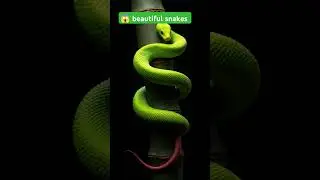 😱😱Snakes BEAUTY 😍 | beautiful snakes | #snakes #beautiful #animals #nature