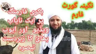 How to care of goats!goats infections treatment,goats feed!goat farming in pakistan