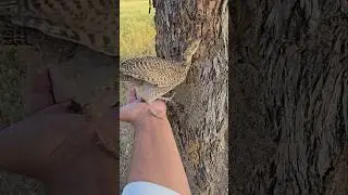 Black Francolin Chick Eating Termites | #shorts #viral #birdslover