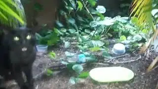 Funny cats and serious cats, cats that purr and cats that stare(6)