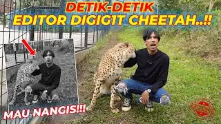 HISTER1S..!!! AJAK EDITOR KETEMU CHEETAH,MALAH DIGIG1T..!!! MAU NANGIS DONG DIA...