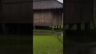 the sound of heavy rain in the rice field village and the roar of thunder
