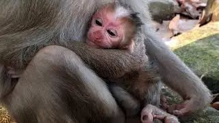 Update new baby monkey for second day of life Luay Baby's 