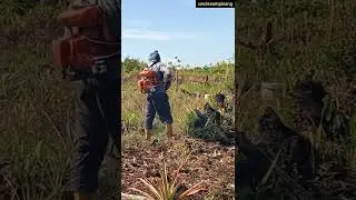#shorts farmer from borneo 23