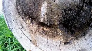 FORMICA CARPENTIERE