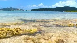 Backyard Scenes - Trellis Bay Part 5, Tortola, British Virgin Islands, Caribbean