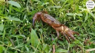 Dangerous Crab running very fast. Crab catching #rivercrab #crabs #crabscatching
