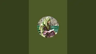 Saraiki Vlogger is live!