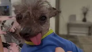 Hairless Poochies.  Funny Hairless Dogs.