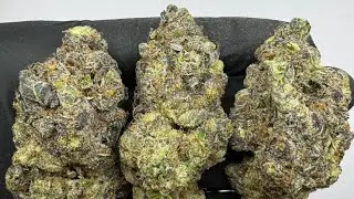 First Class Funk *AAAA* THCA! 