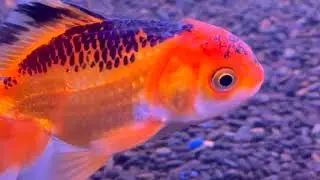 Ring necked pheasant chicken geese ducks mountain degu stingrays Amazon discus angelfish 16551