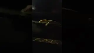 Lizard 🦎 Plays Dead on Bench at Night