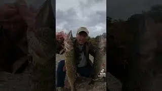 HOW TO HOLD PICKEREL. DONT DO THIS! #fishing #bassfishing