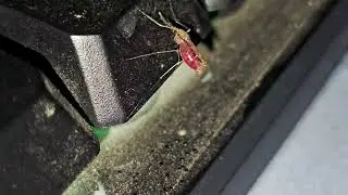 Insect Mosquitoes eat food too much | Birds, Cow, Snail, animals
