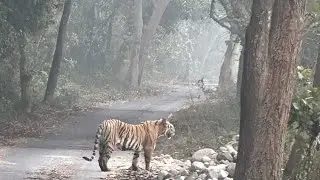 Trip To Pilibhit Tiger Reserve l Abeer And Animals