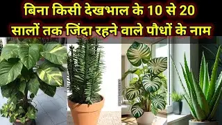 बिना किसी देखभाल के 10 से 20 सालों तक जिंदा रहने वाले पौधों के नाम.