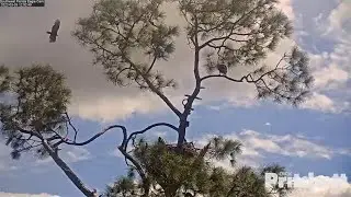 SWFL Eagles ~ Harriet Defends Territory & Chases Sub Adult Away! Talons Up Mid Air! 3.3.22