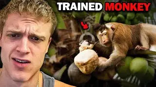 The Worker Coconut Monkey Trade