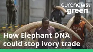 How elephant DNA is being used to disrupt the ivory trade
