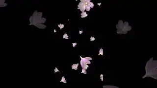 Flying Flowers -  White Crocus #blooming #flowers #crocus #memorial