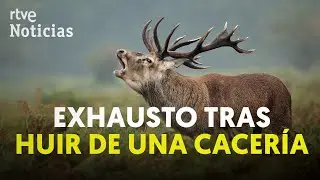 SUFRIMIENTO en la HU&Iacute;DA de un CIERVO HERIDO en una cacer&iacute;a en FRANCIA I RTVE