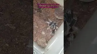 Thin After Molt Costa Rican Zebra Knee Tarantula (Aphonopelma Seemanni) #shorts #tarantula #short