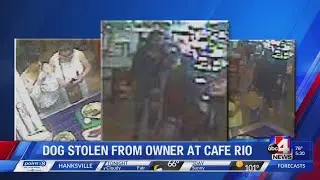 WVCPD looking for stolen dog