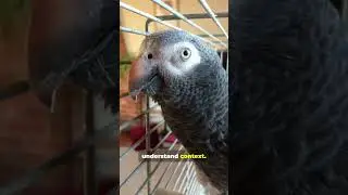 Animals Who Became Heroes TRUE Stories in Minutes