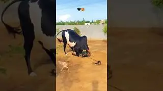Dhanni😍🖤🔥#fatehjangibulls #qurbani #domailmandi #bhatta #rawalpindi #dhanni #blackbeauty