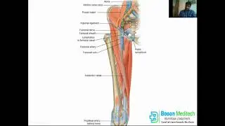 Explanation of Femoral Sheath & its contents by Dr. Azam MD Anatomy