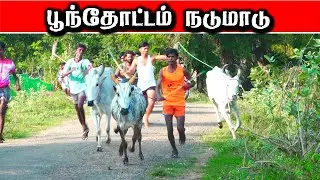 பூந்தோட்டம் நடுமாடு கைப்புறா 15/01/2026#krish_studio_kattumavadi