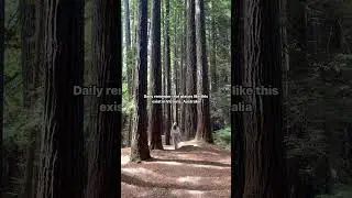 Wander through the Redwoods with me 🥹 #californiaredwood #redwoodforest #australia #greatoceanroad