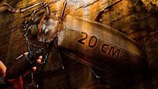 САМЫЙ ОГРОМНЫЙ ЖУК В МИРЕ (ДРОВОСЕК-ТИТАН) &mdash; Titanus giganteus