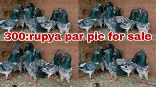 Dab wale kabutar sale 300.rupya par Pic sale All India delivery free 🚛👍