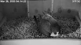 Rfalconcam Channel 1 Live
