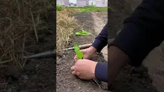 Clever Tools for Seedling Planting | Smart Farming Technique