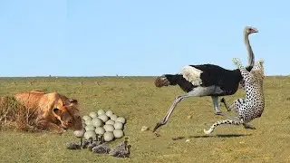 Lion Eats Baby Ostrich After Mother Ostrich Has Been Hunted By Three Cheetah | Very Touching Story