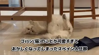 ゴハン(猫)のことが可愛すぎておかしくなってしまったスペイン人旦那