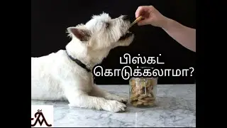 Can we give Human biscuits to dog | Tamil | jayam ideas | jayam pets | minpin puppy sales