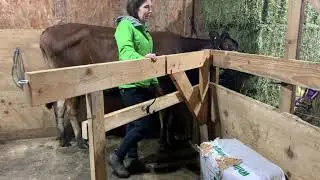 Milking our Jersey Cow  - Start to Finish