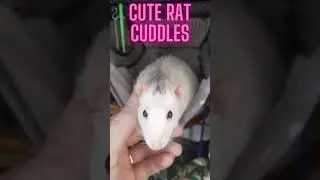 Pet rats being cute 🐭 #CuteRats #cuddlypetrats  #PetLove #shorts  #rats #petrat #pets